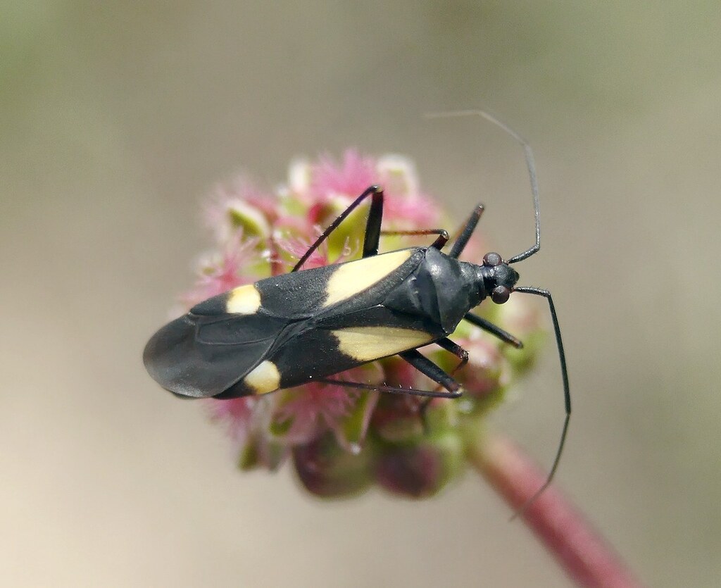 Alloeonotus fulvipes