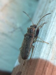 Pseudopachybrachius basalis