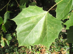 Platanus
