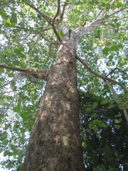Platanus