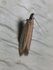 Tampa dimediatella