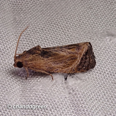 Cryptophlebia repletana