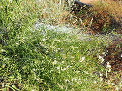 Cynanchum floribundum