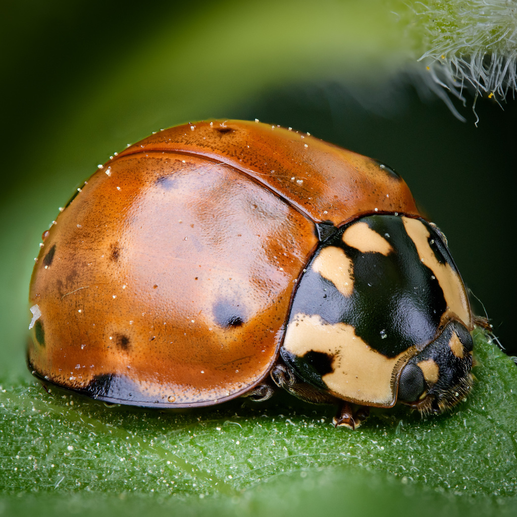 Flying Saucer Lady Beetle