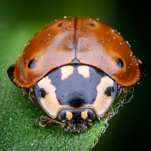 Flying Saucer Lady Beetle photo 3