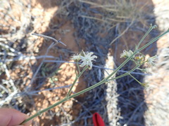 Cynanchum floribundum