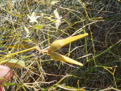 Cynanchum floribundum