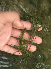 Hydrocharitaceae