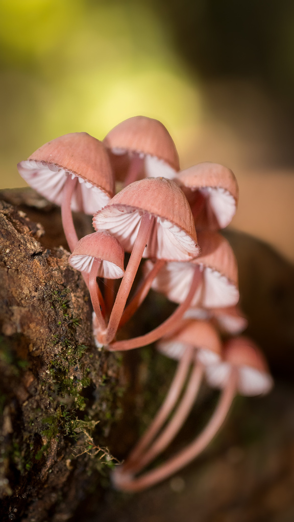Mycena haematopus · May 2025 · photo: © felipejarafer (iNaturalist, cc-by)
