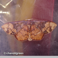 Metallaxis semipurpurascens