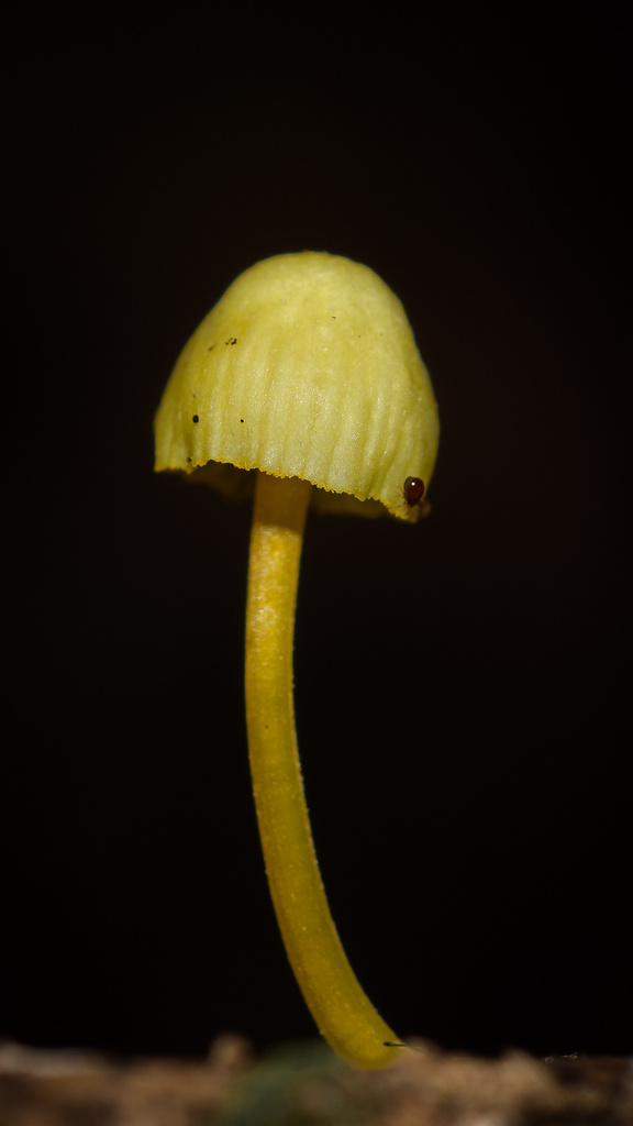 Mycena chusqueophila · May 2025 · photo: © felipejarafer (iNaturalist, cc-by)