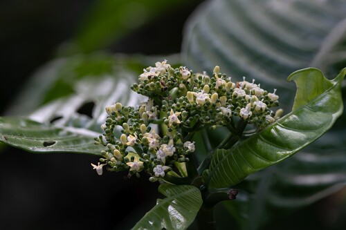 Psychotria limonensis, 2025-02-15