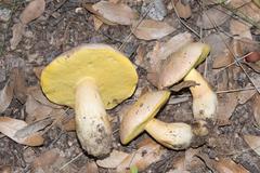 Butyriboletus pulchriceps