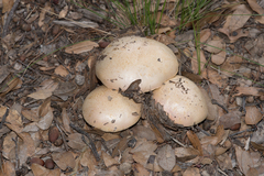 Butyriboletus pulchriceps