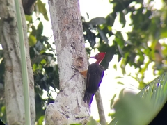 Campephilus rubricollis