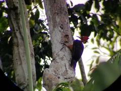 Campephilus rubricollis