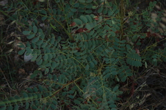 Erythrostemon gilliesii
