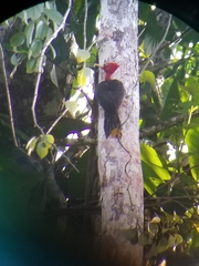 Campephilus rubricollis