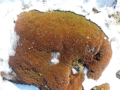 Dracophyllum muscoides