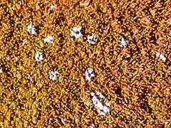 Dracophyllum muscoides