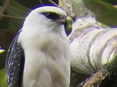 Leucopternis melanops