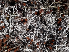 Thamnolia vermicularis vermicularis