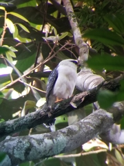Leucopternis melanops