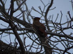 Pseudoseisura lophotes