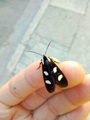 Androloma disparata
