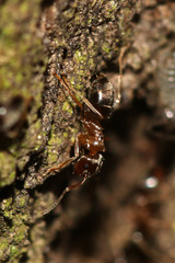 Lasius brunneus