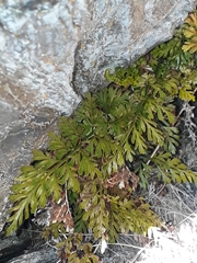 Asplenium richardii