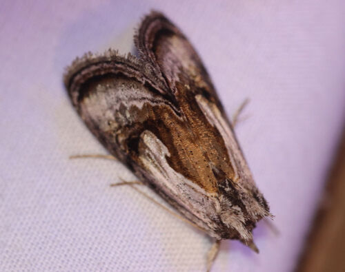 Formosa Looper Moth photo 4