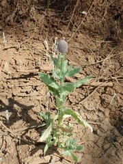 Sphaeranthus indicus