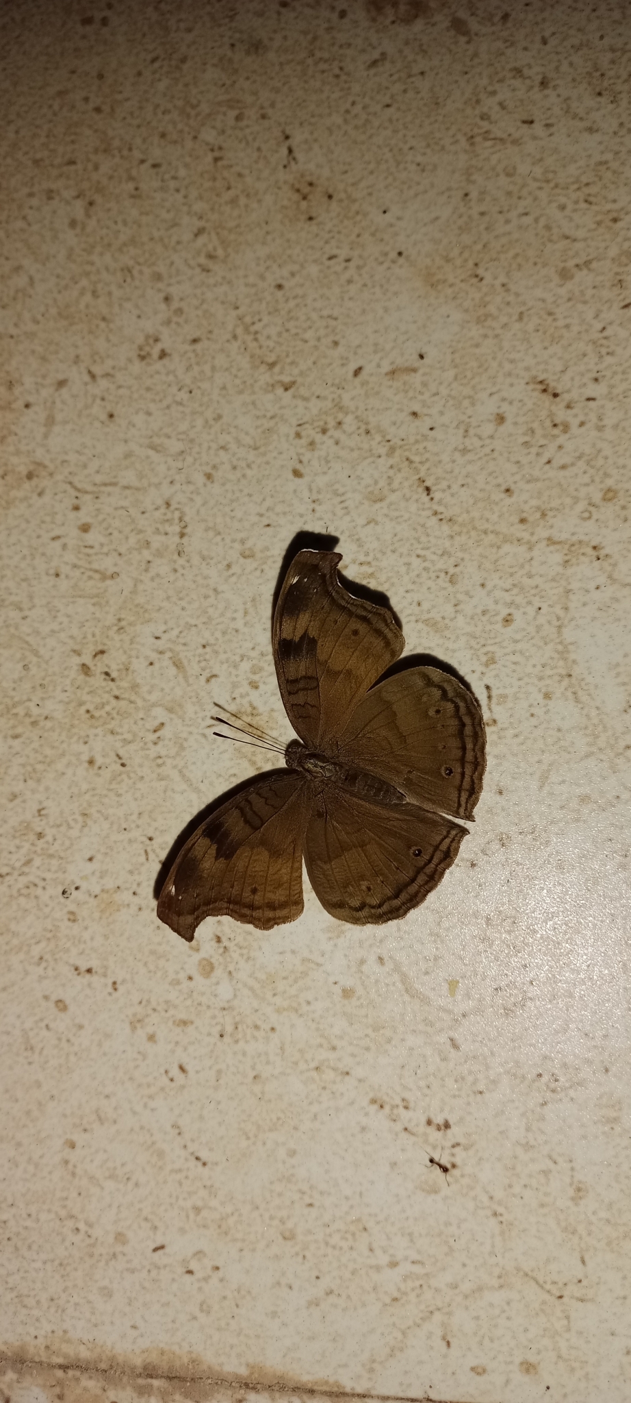 Chocolate Pansy
