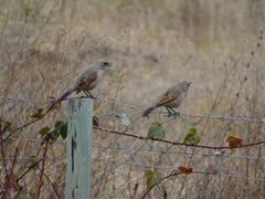 Greyish Baywing photo 6