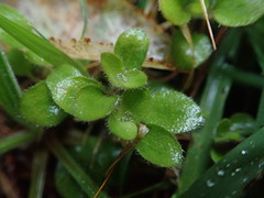 Leptostigma setulosum