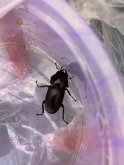 Dorcus rectus rectus