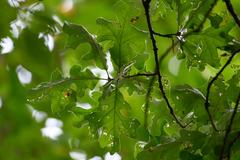 Quercus stellata