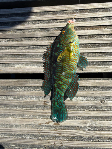 Symphodus melops
