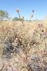 Pterocaulon sphacelatum