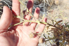 Pterocaulon sphacelatum