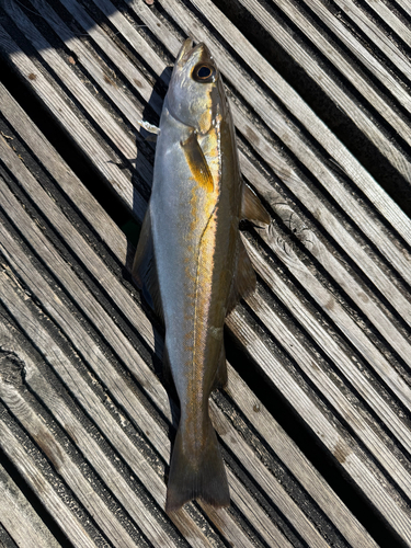 Pollachius pollachius