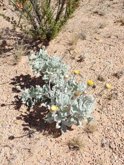 Anemocarpa podolepidium