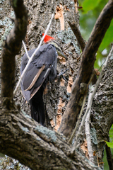 Dryocopus pileatus