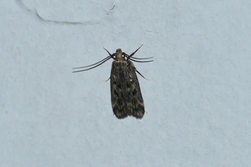 Martyringa latipennis image