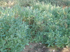 Sphaeranthus indicus