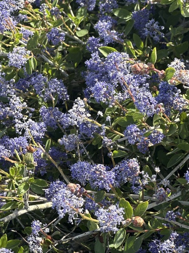 Lemmon's ceanothus (Ceanothus lemmonii)