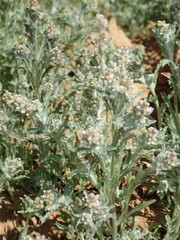 Gnaphalium diamantinense