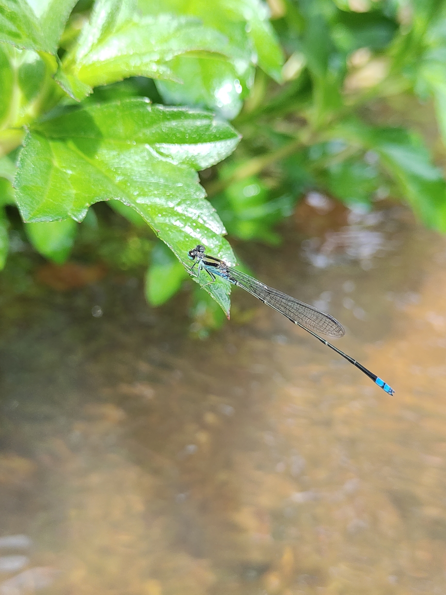 Yellow-Striped Sprite