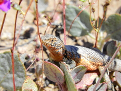 Liolaemus nigromaculatus